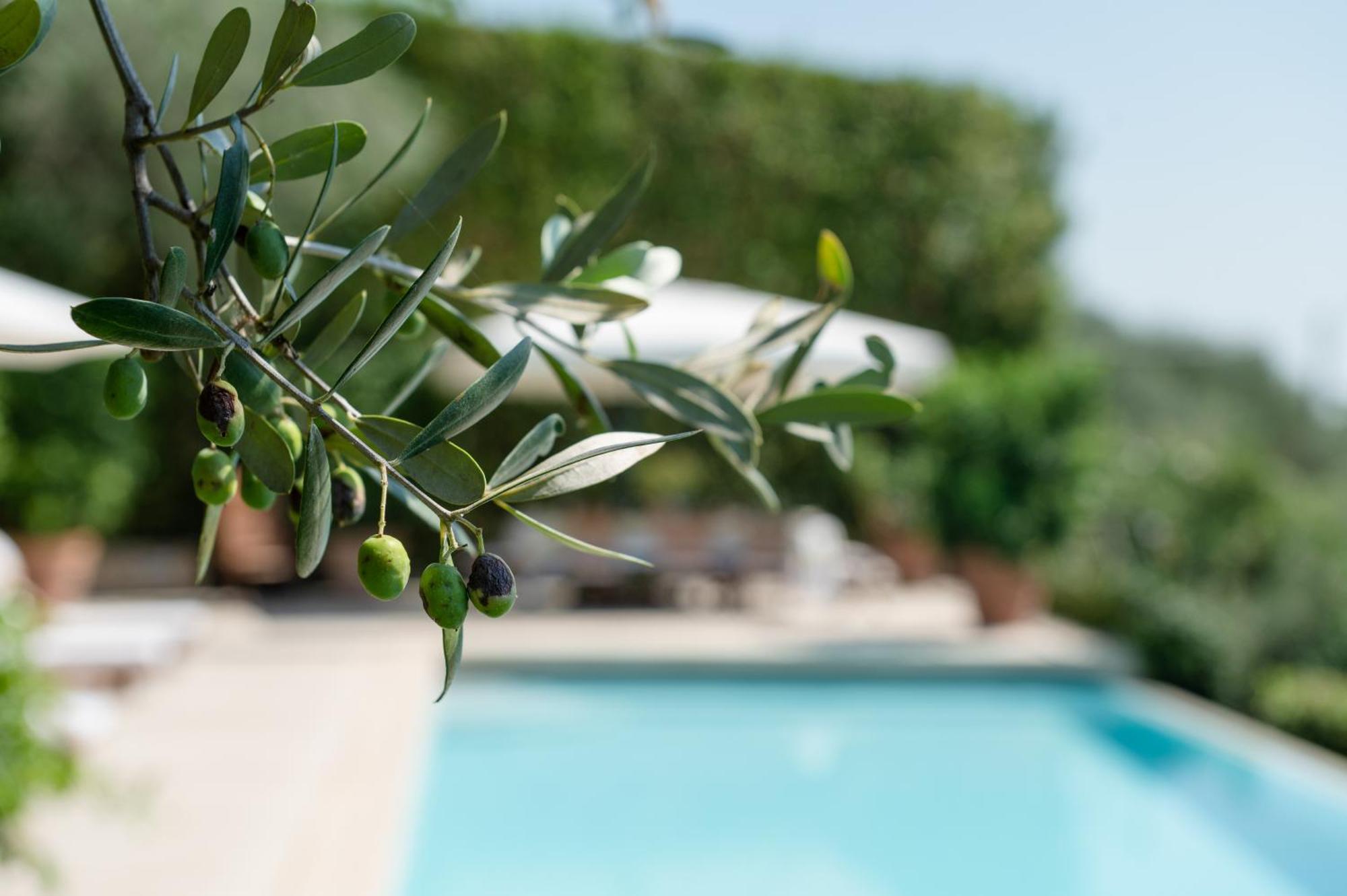 Villa Eden Forte Dei Marmi With Private Infinity Pool Santa Lucia  Eksteriør billede